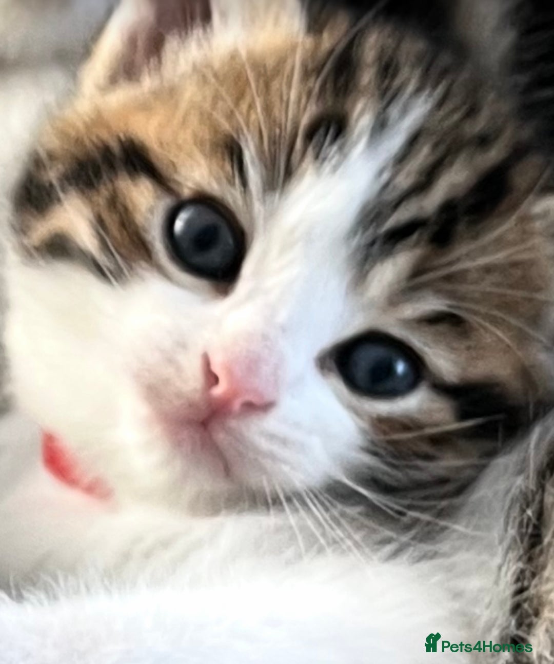 Mixed Breed cats for sale: READY NOW, 3 BEAUTIFUL TABBY BOYS (with Bengal)  - Image 7
