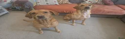 Labrador Retriever dogs for sale: Fox red labrador puppies for sale - Advert 5