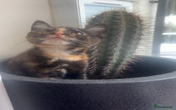 Maine Coon cats for sale: Maine coon kittens  - Image 9