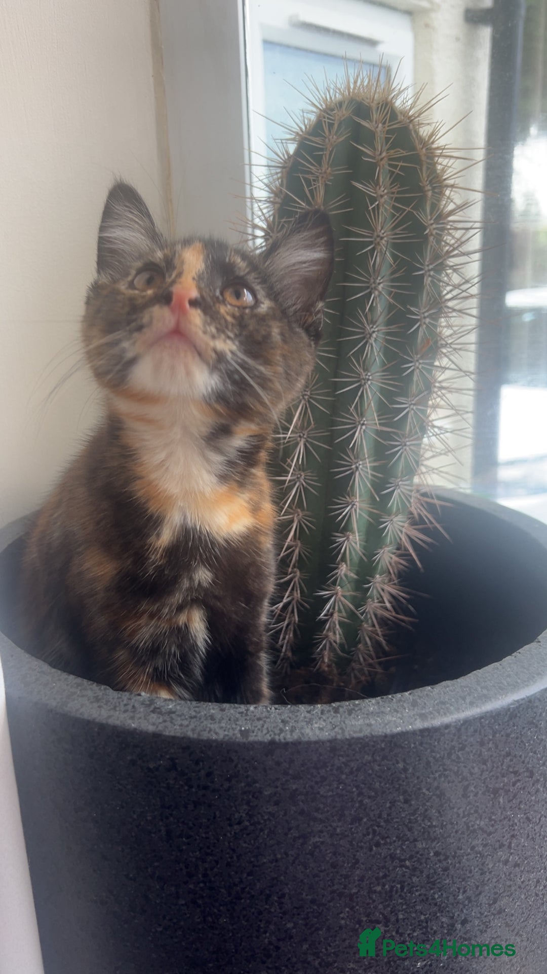 Maine Coon cats for sale: Maine coon kittens  - Image 9