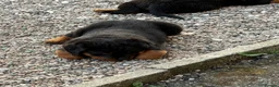 Rottweiler dogs for sale: Chunky Rottweiler puppies - Advert 2