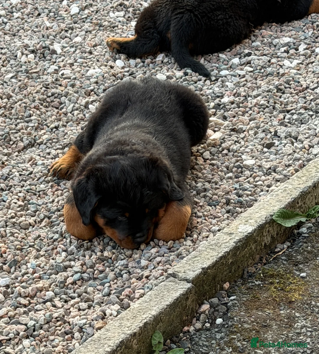 Rottweiler dogs for sale: Chunky Rottweiler puppies - Advert 2