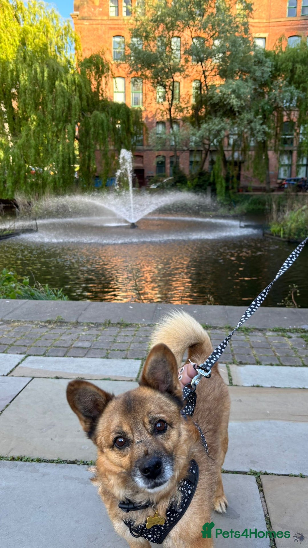 Mixed Breed dogs for adoption: Lovely Bentley is a 9 year old energetic chap 💙 in Manchester - Image 1
