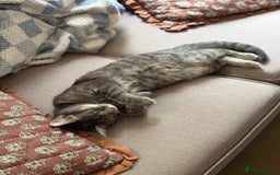 Ragdoll cats for sale: Beautiful ragdoll x silver tabby kittens  - Image 6