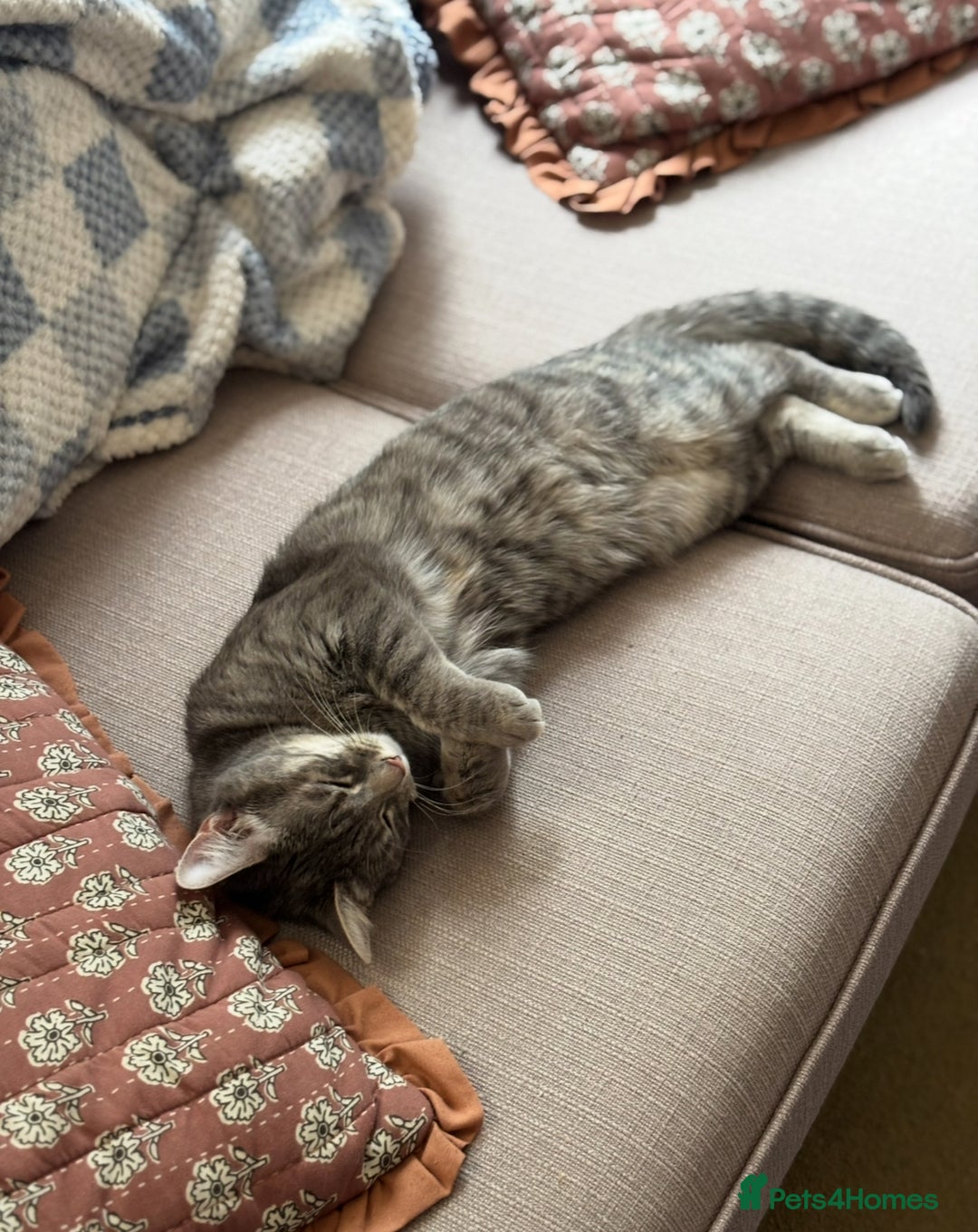 Ragdoll cats for sale: Beautiful ragdoll x silver tabby kittens  - Image 6