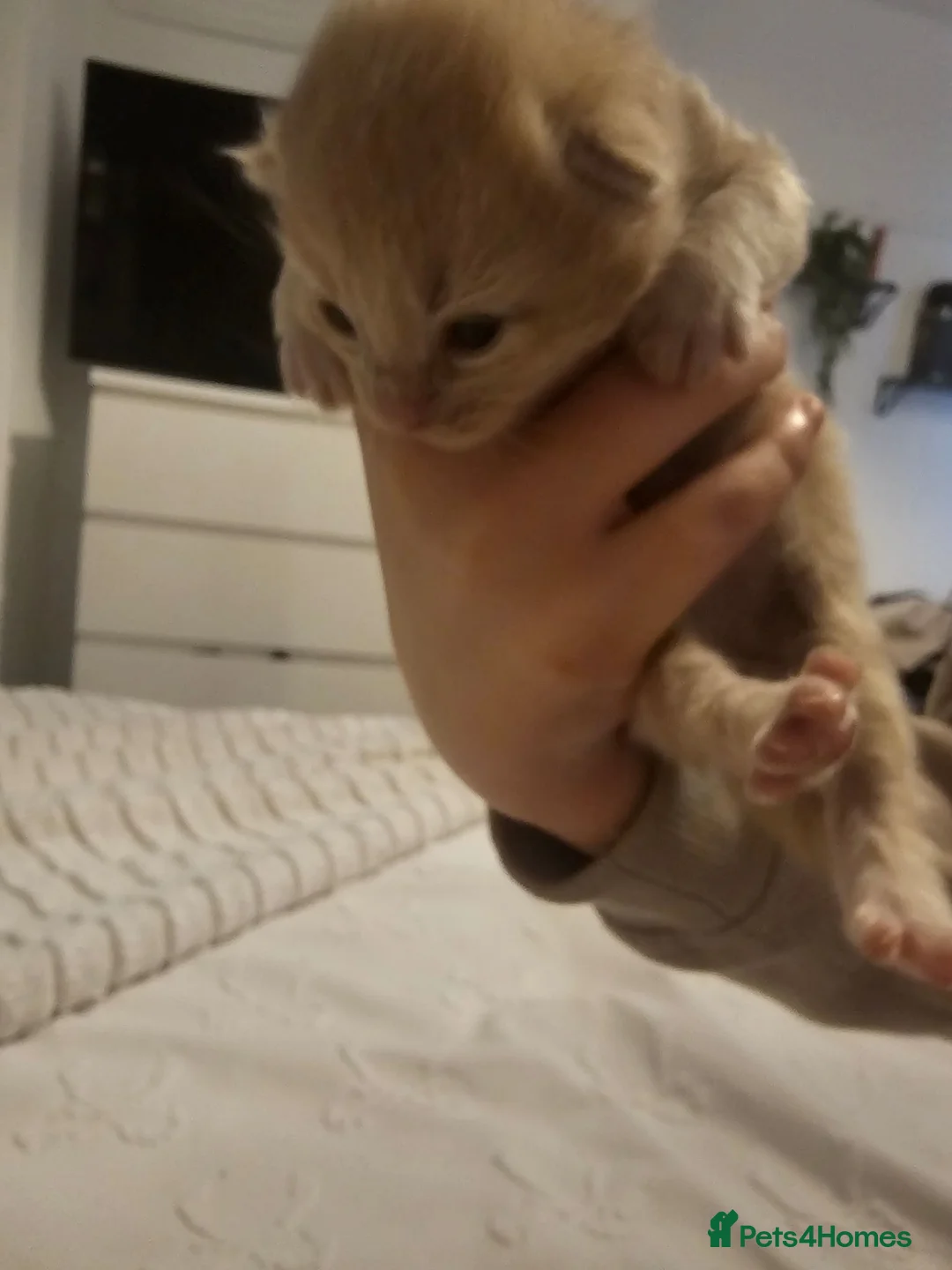 Mixed Breed cats for sale: Calico cross bsh kittens  - Advert 2