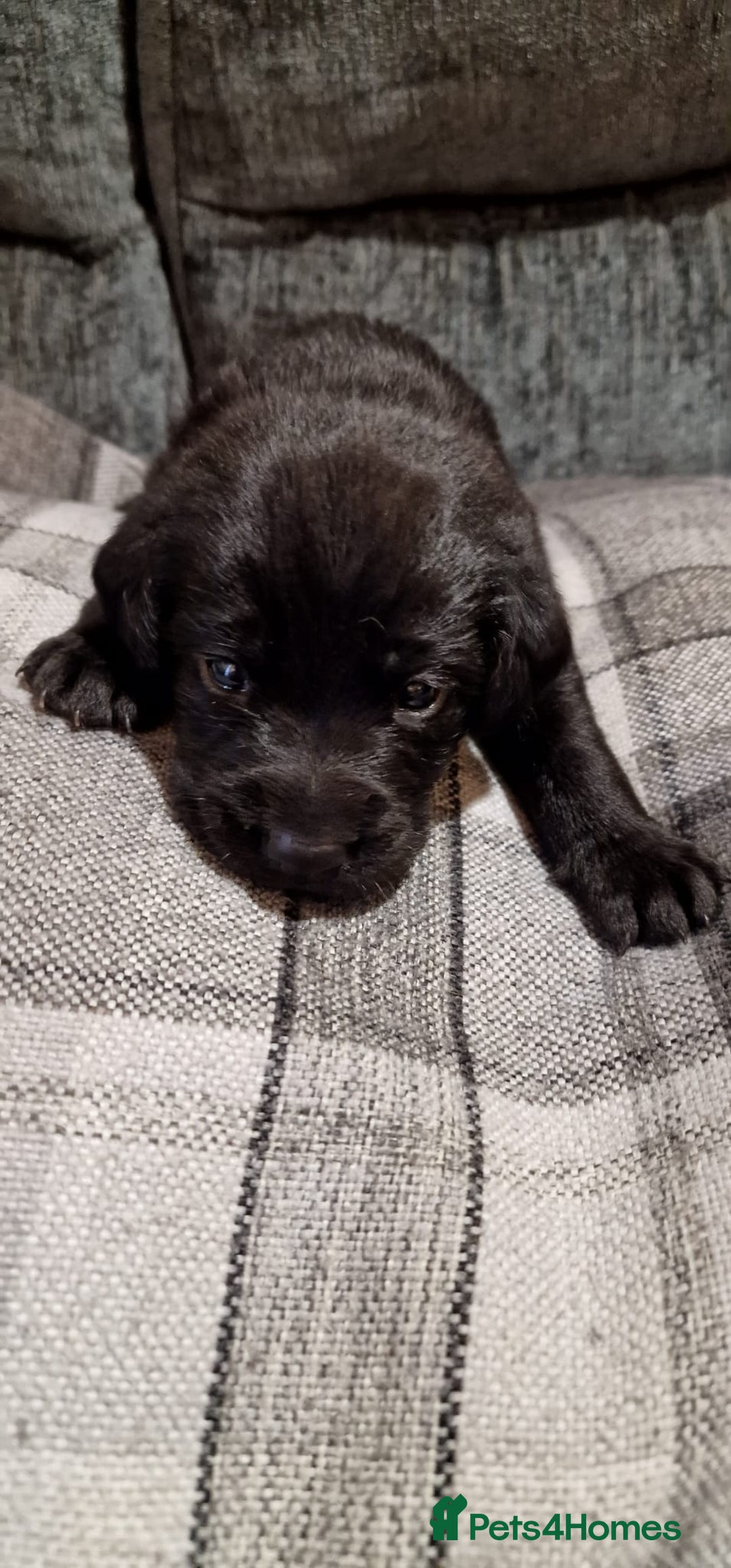 Labrador Retriever dogs for sale: KC Registered Black Lab (1 Girl, 1 boy remaining) - Image 5