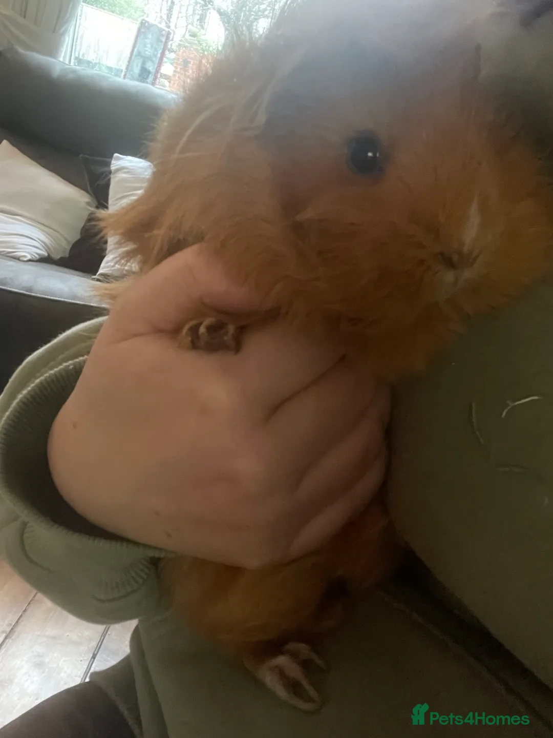Guinea Pig rodents for sale: 2 Beautiful Black & Ginger Guinea Pig Girls  - Advert 4