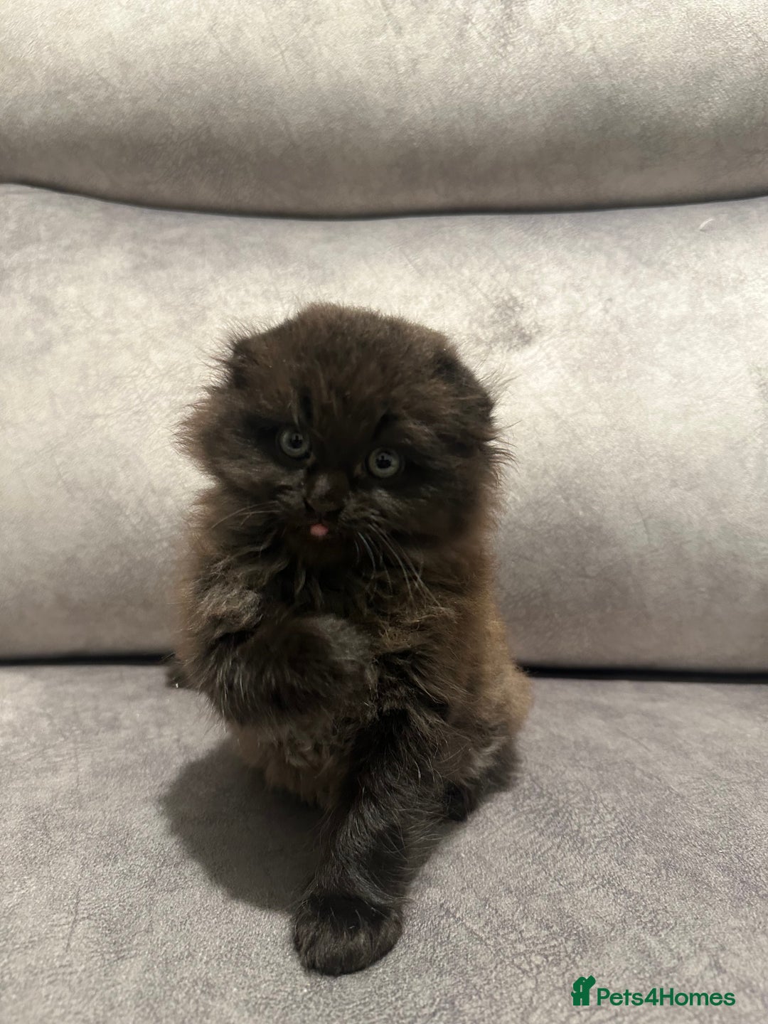 Scottish Fold cats for sale: Beautiful Scottish Fold/British Shorthair Kittens - Advert 10