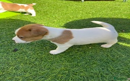 Mixed Breed dogs for sale: Lovely Jack Russel/Plumber puppies - Image 9