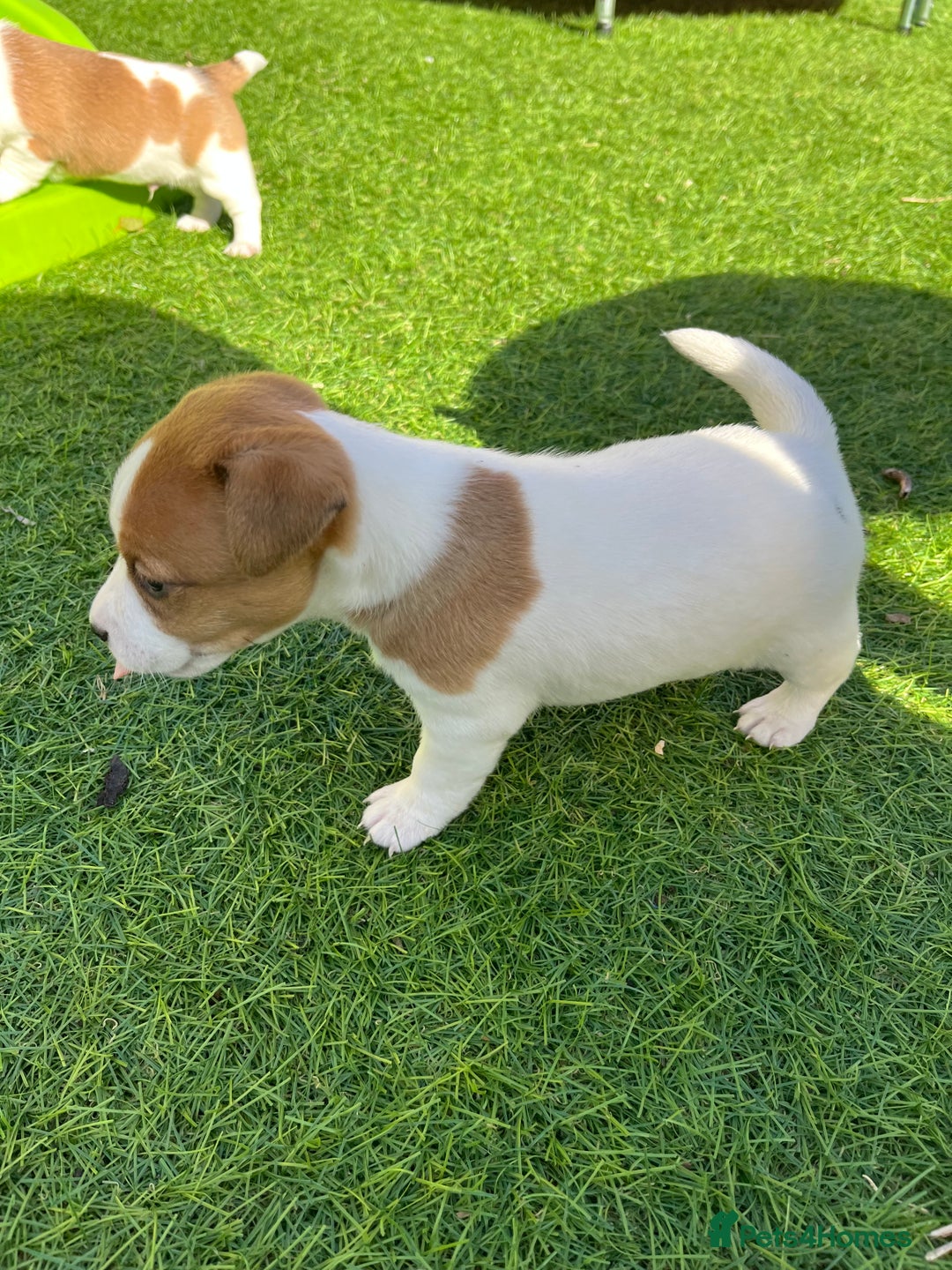Mixed Breed dogs for sale: Lovely Jack Russel/Plumber puppies - Image 9