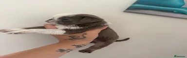 Pug 4
