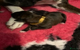 Boxer dogs for sale: KC registered Boxer Puppies - Image 18