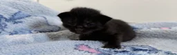 Mixed Breed cats for sale: 7 Long Haired Black Kittens - Advert 10