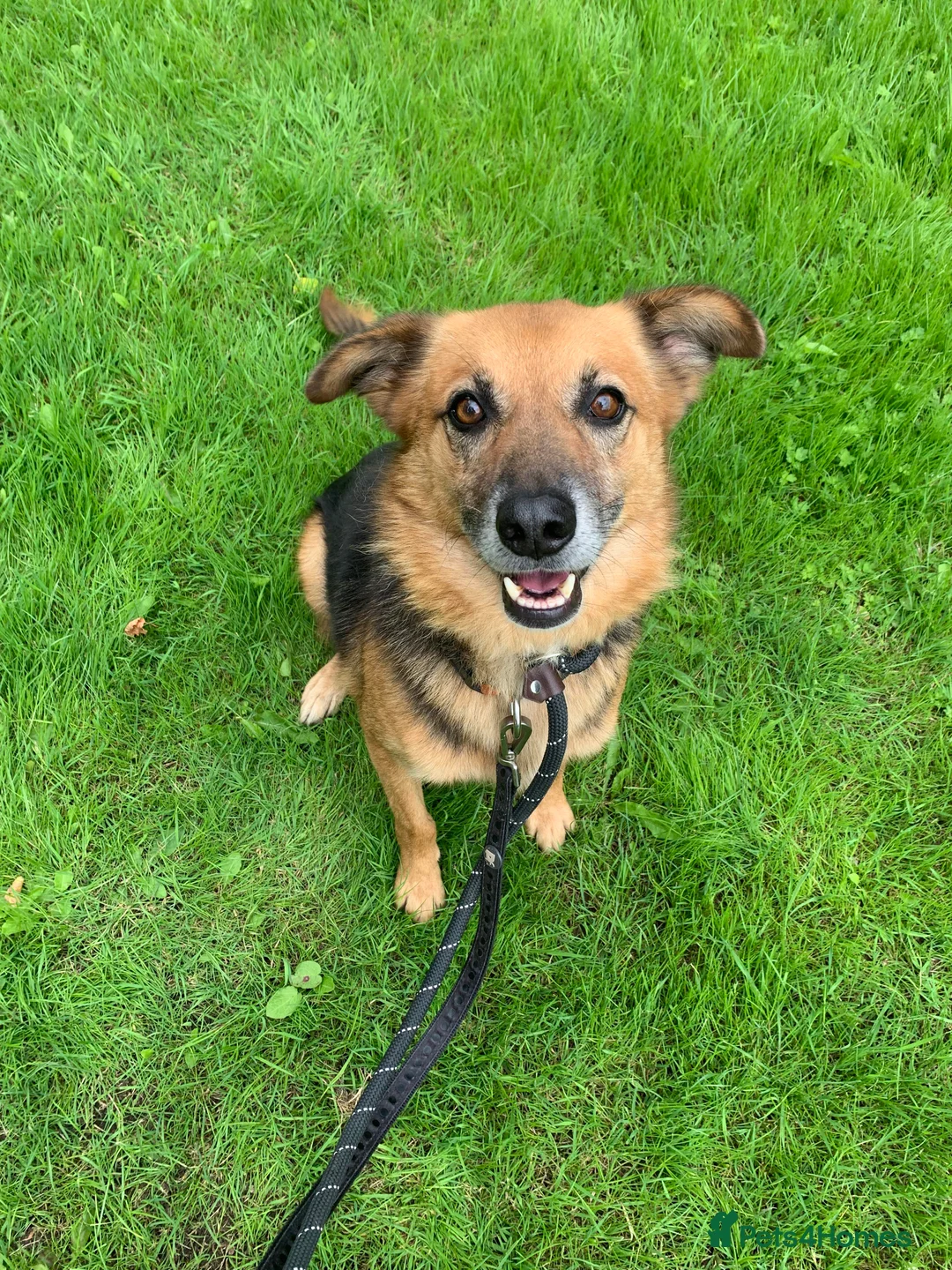 Mixed Breed dogs for adoption: Meet Star, currently residing in Cheshire  in Nantwich - Advert 8