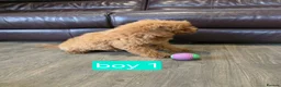 Cavapoo dogs for sale: Adorable F1B Cavapoo puppies for sale  - Advert 6
