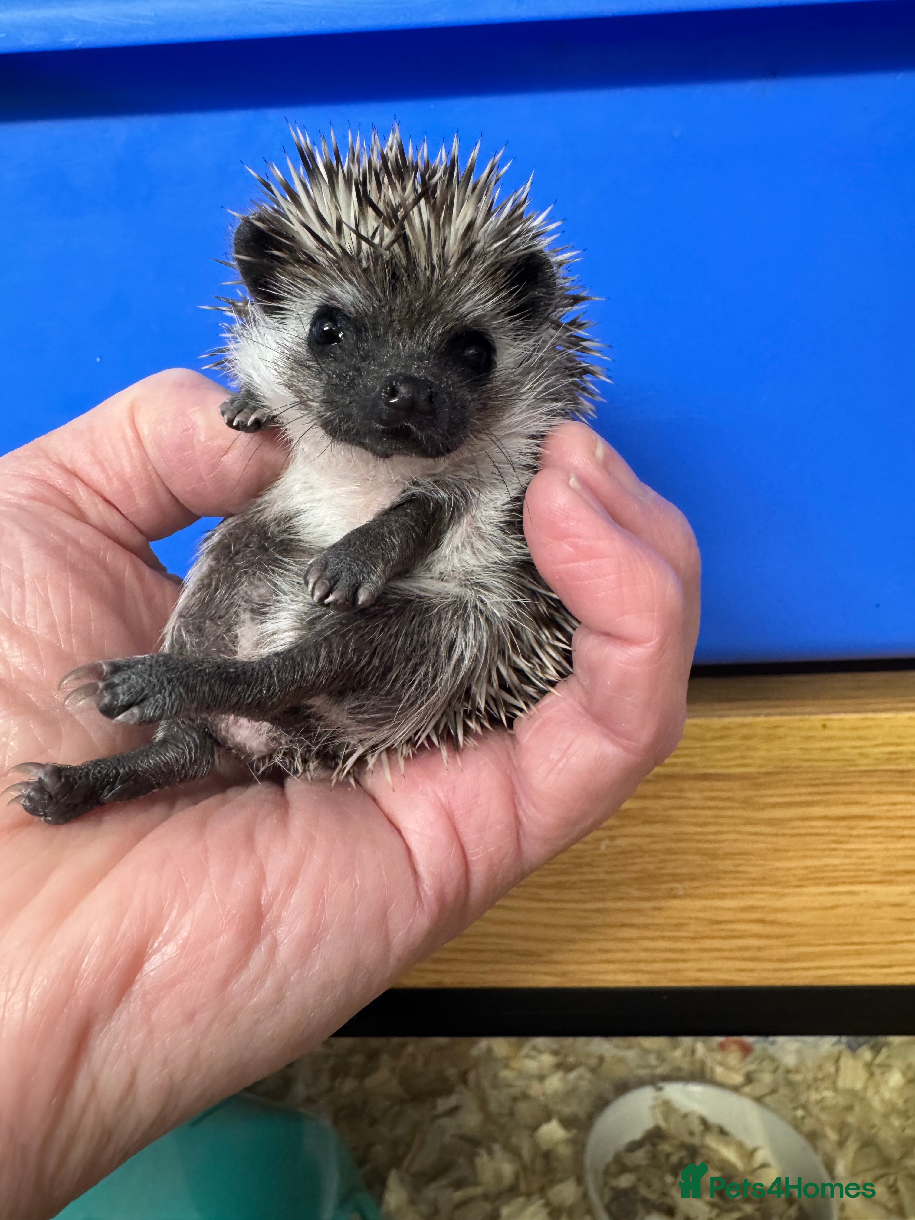 Pygmy Hedgehog rodents Hoglets full/dual masked/ split faced/reverse - Advert 1