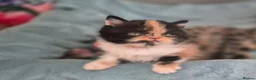 Persian cats for sale: Exotic Persian kittens  - Advert 1