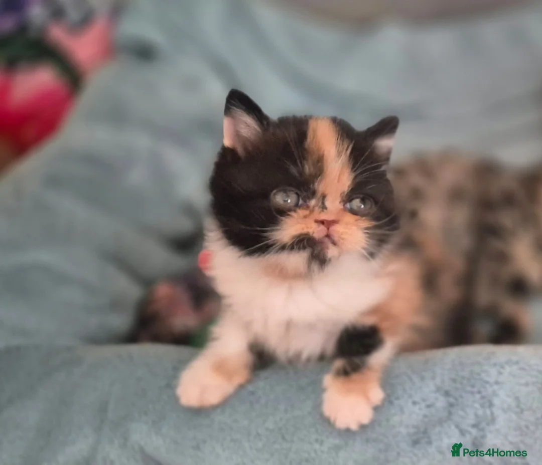 Persian cats for sale: Exotic Persian kittens  - Advert 1