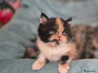 Persian cats Exotic Persian kittens - Advert 1