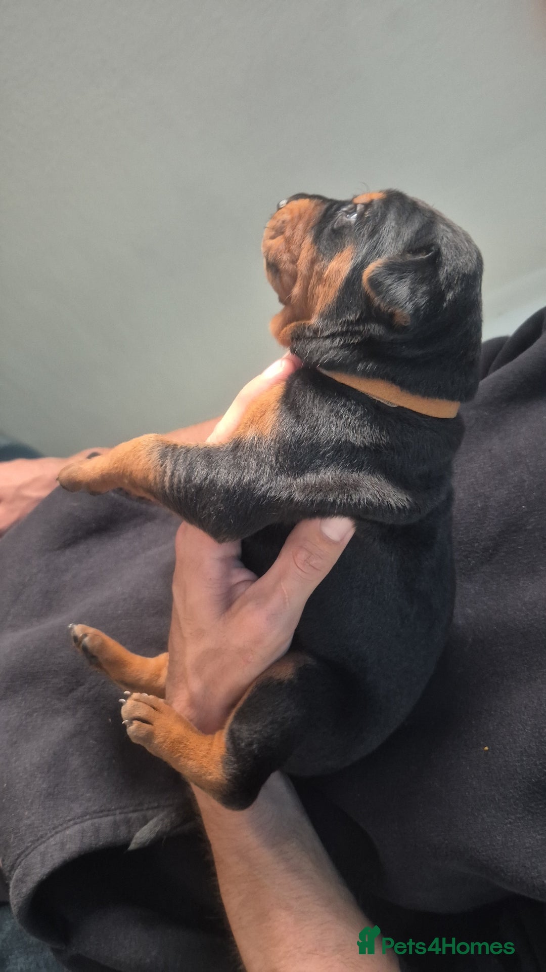 Mixed Breed dogs for sale: Pure Bred/papered Laizhou Hong/Chinese Red Dog - Image 4