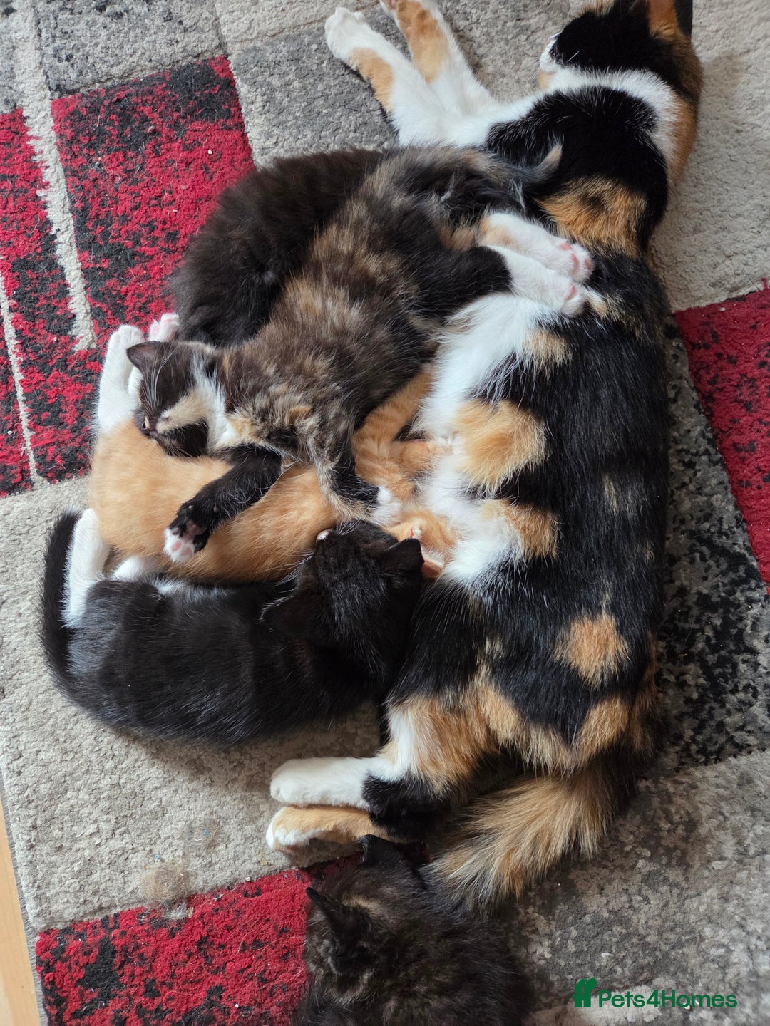 Mixed Breed cats for sale: Female kitten - Image 6