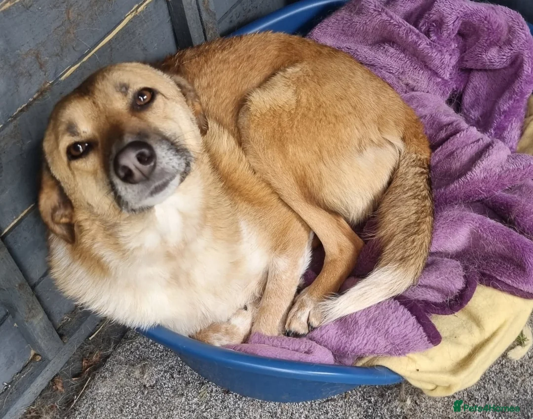 Mixed Breed dogs for adoption: Tessa and Tosca -looking for a home together in Ayr - Advert 11