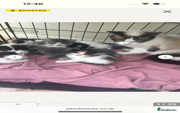 Mixed Breed cats for sale: Kittens - Image 1