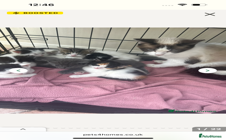 Mixed Breed cats - Advert 2