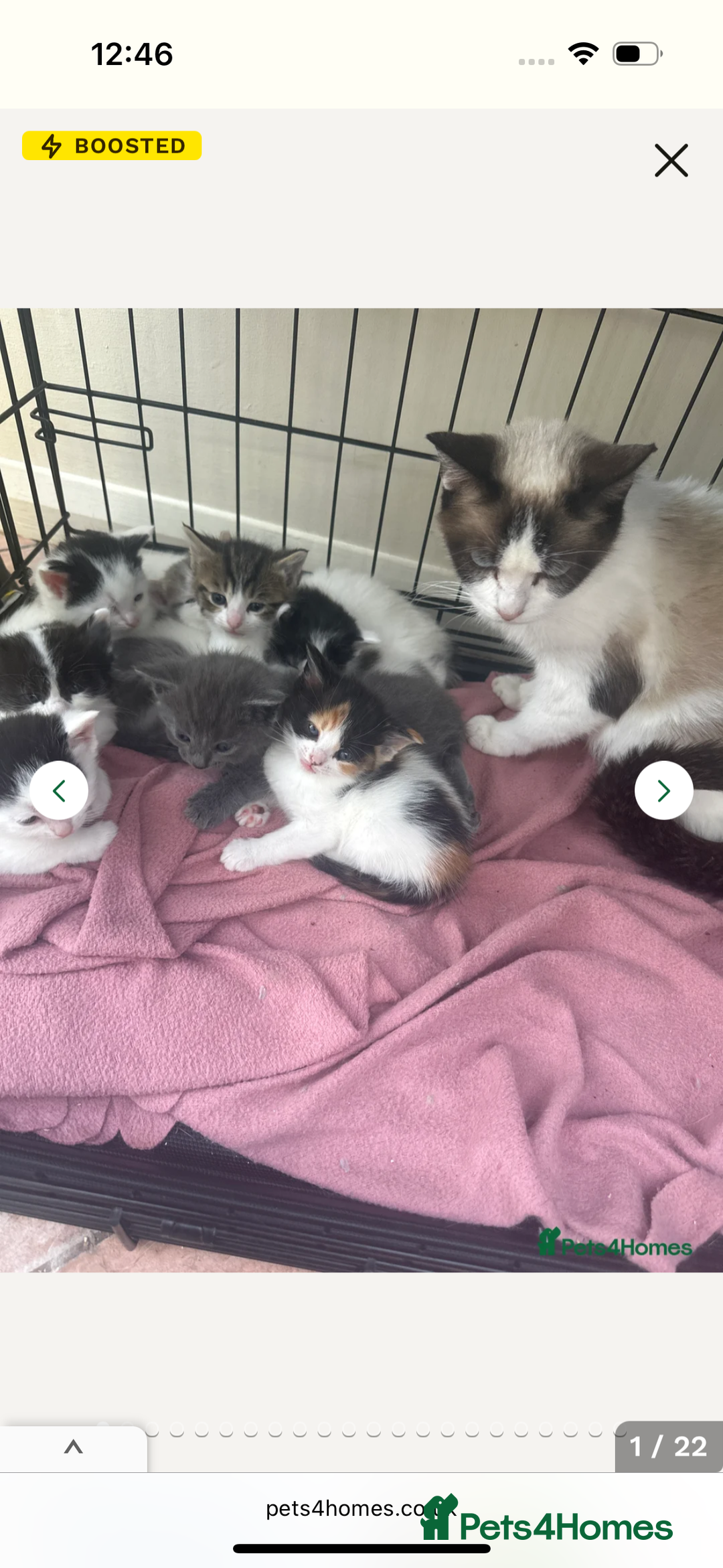 Mixed Breed cats for sale: Kittens - Image 1