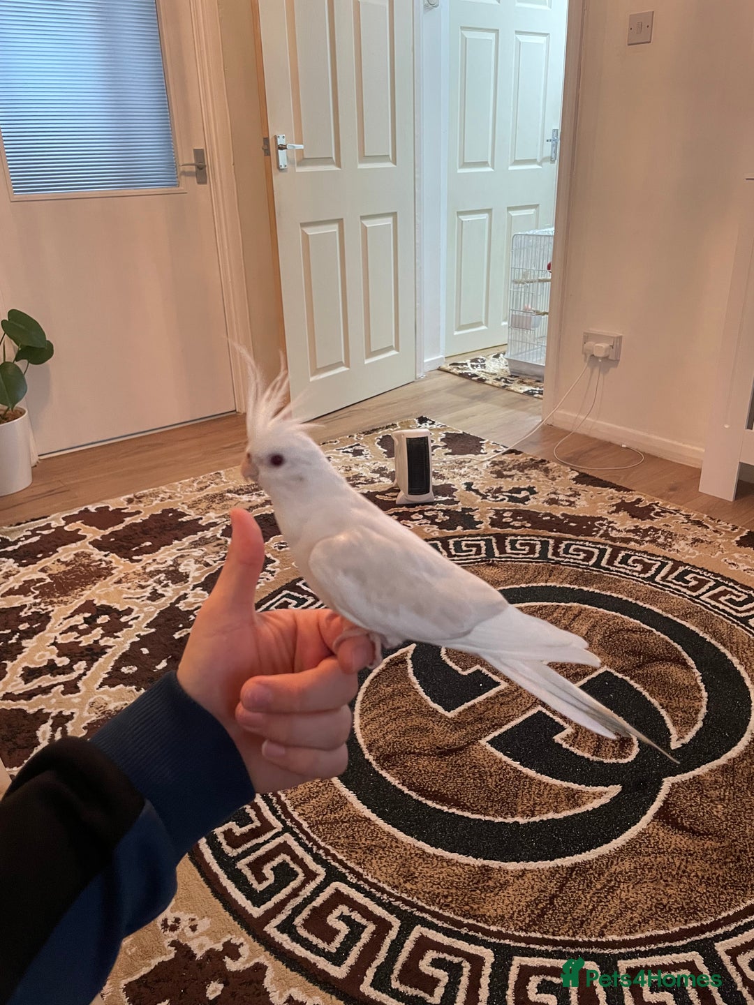 Cockatiels birds for sale: Male and female tame white cocktails for sell  - Advert 2