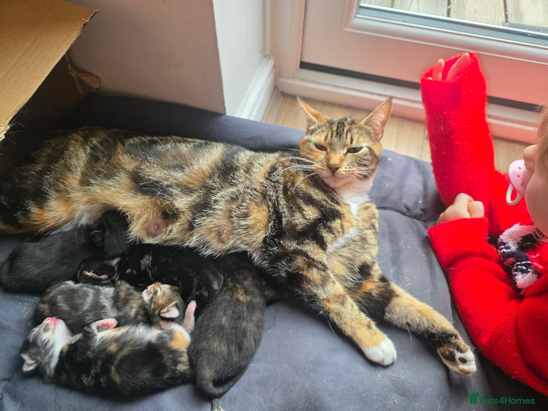 Mixed Breed cats for sale: Kittens for sale in Liphook - Advert 2