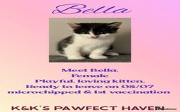 Domestic Shorthair cats for sale: Kittens and cats for adoption.  - Image 15