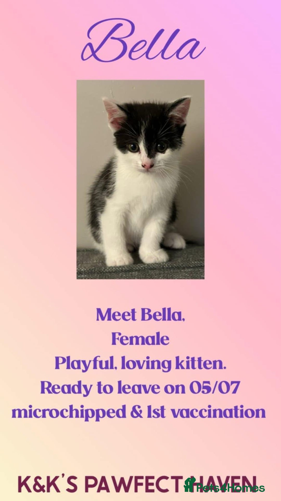 Domestic Shorthair cats for sale: Kittens and cats for adoption.  - Image 15