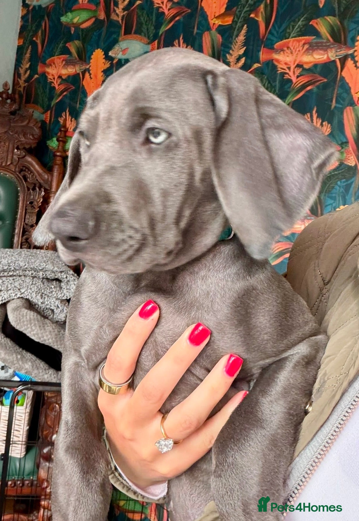 Weimaraner dogs KC Reg Weimaraner Puppies Silver & Blue - Advert 2