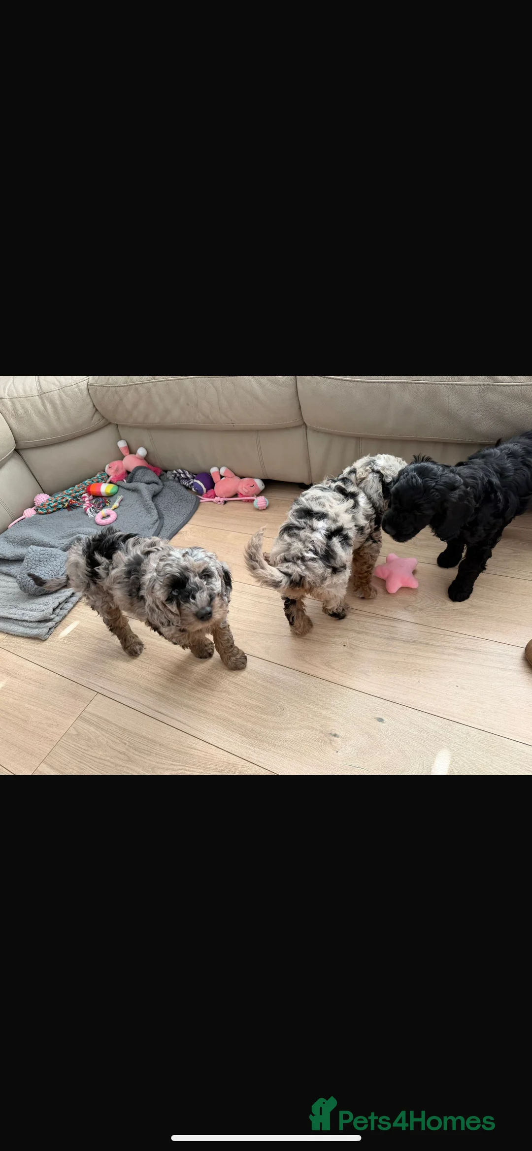 Cockapoo dogs for sale: LAST GIRL! Health tested blue Merle cockpoo F2B - Advert 2