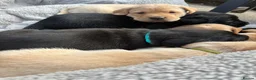 Labrador Retriever dogs for sale: Trainer raised Labrador Puppies  in Mexborough - Advert 8