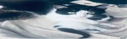Mixed Breed cats for sale: Beautiful mixed breed kittens  - Advert 2