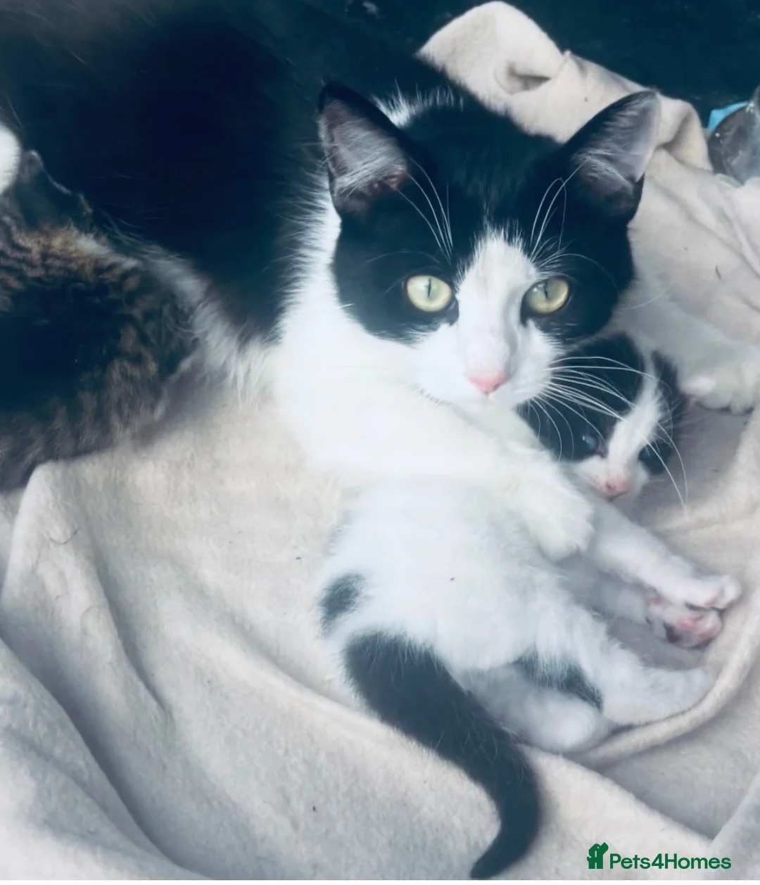 Mixed Breed cats for sale: Beautiful mixed breed kittens  - Advert 2
