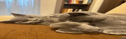 British Shorthair cats for sale: TICA registered Champion Bloodline BSH Kittens - Advert 13
