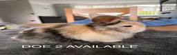 Mini Lop rabbits for sale: Mini lop baby bunnies in Wirral - Advert 6