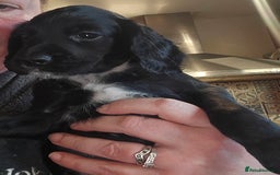 Cocker Spaniel dogs for sale: KC REGISTERED COCKER SPANIEL WORKING LINE PUPS  - Image 11