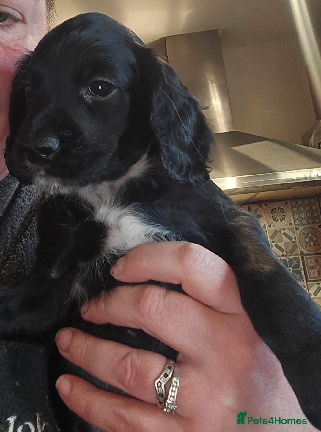 Cocker Spaniel dogs for sale: KC REGISTERED COCKER SPANIEL WORKING LINE PUPS  - Image 11