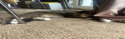Mixed Breed cats for sale: 2 black and white kittens - Advert 1