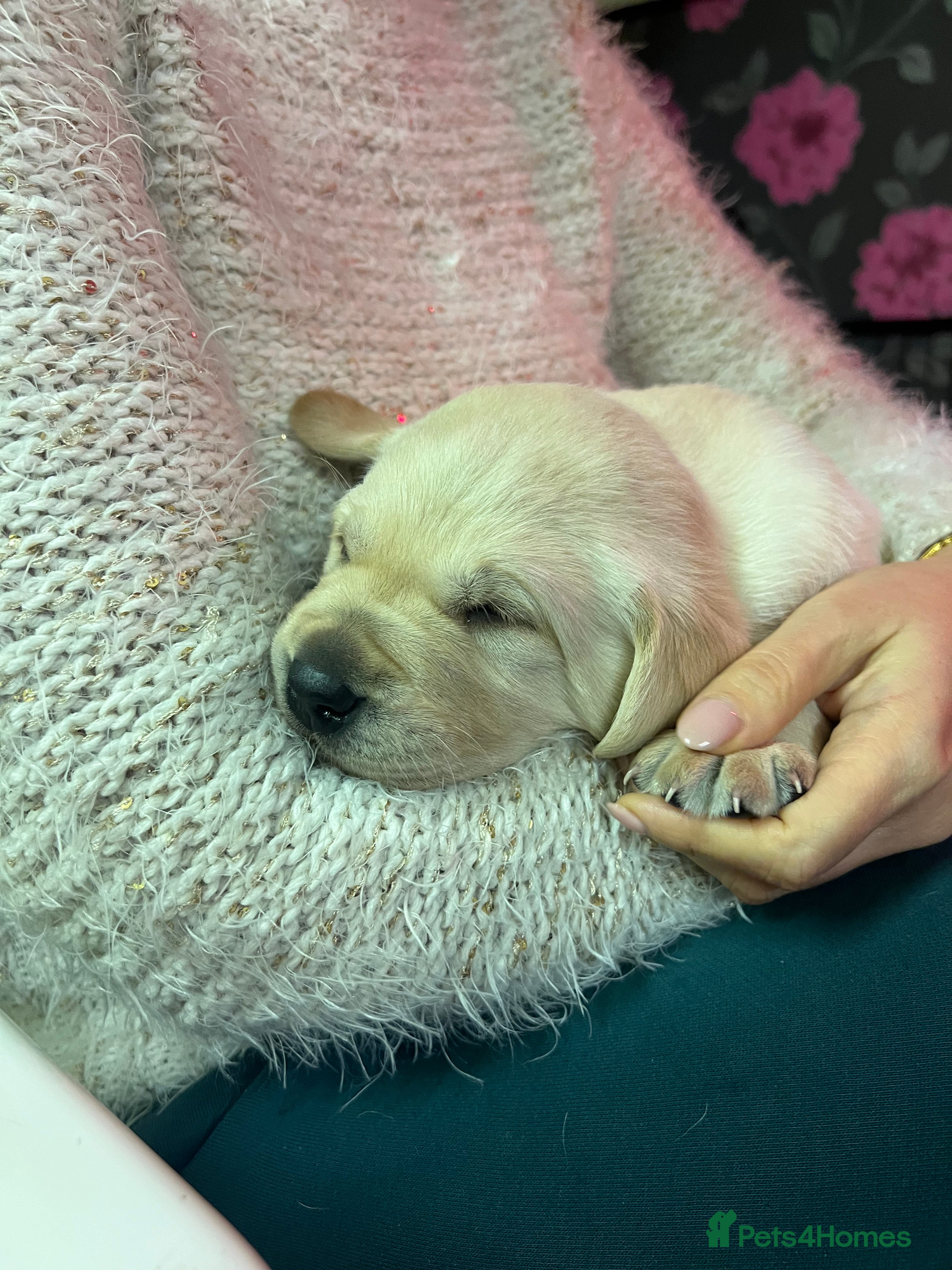 Labrador Retriever dogs KC Registered Royal Bloodline Puppies - Advert 10