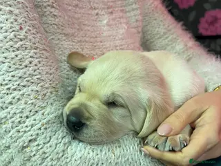 Labrador Retriever dogs KC Registered Royal Bloodline Puppies - Advert 3