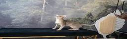 Abyssinian cats for sale: Super Cuddling Boy Champion Line 🏆 Silver Black - Advert 27
