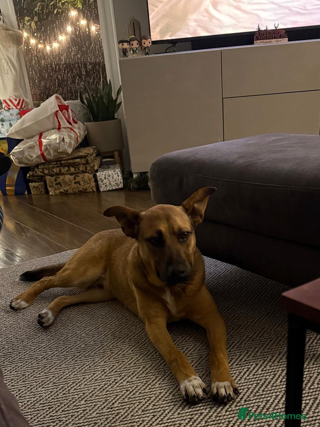 Mixed Breed dogs for adoption: 💙Lord — amazing  8-month-old medium boy💙 - Advert 13