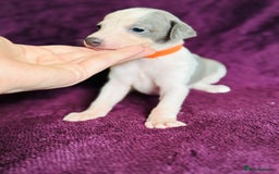 Whippet dogs for sale: All found homes-Beautiful Blue and White Parti BOY - Image 14