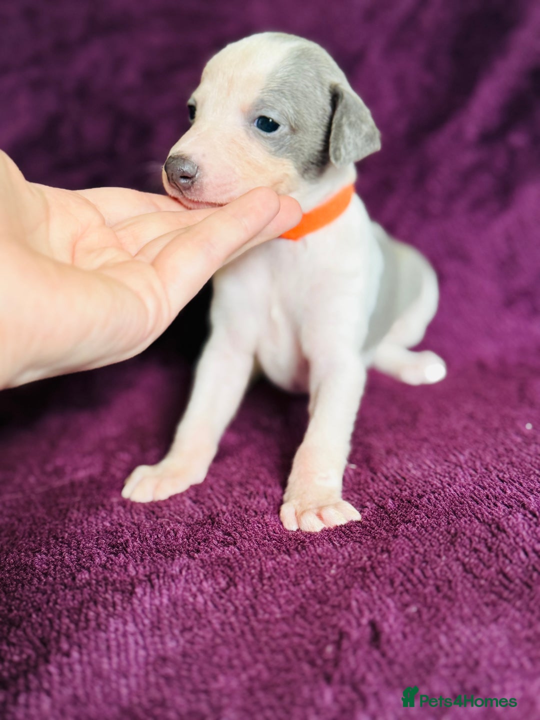Whippet dogs for sale: All found homes-Beautiful Blue and White Parti BOY - Image 14